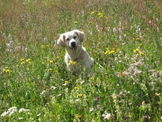 Serfaus Sommer 2009 020