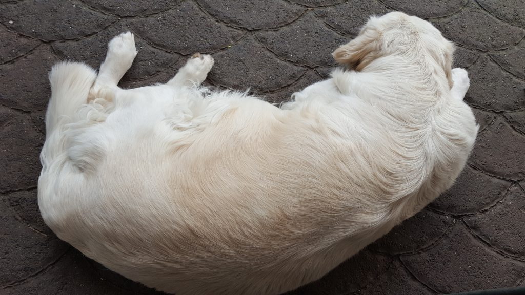 Aktuelles Timeless Golden Retriever